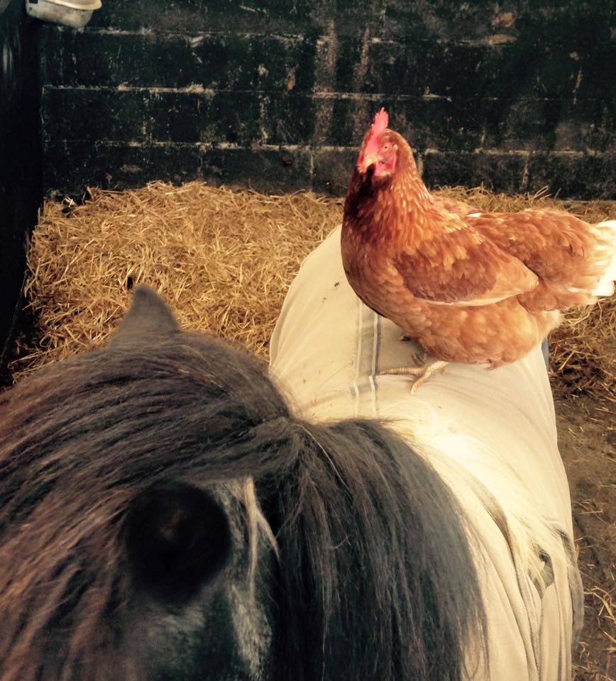 Our Farm | Bergin Equine